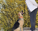 Собаки в Москве: Щенок Варюша ждет свою семью Девочка, 1 руб. - фото 6