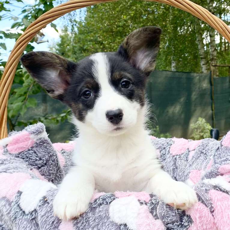 Собаки в Москве: Щенки вельш-корги кардиган Девочка, 40 000 руб. - фото 5