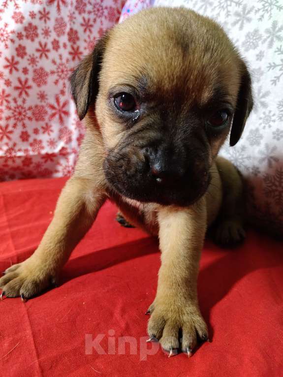 Собаки в других городах Краснодарского края: Кане-Корсо, щенок Девочка, 20 000 руб. - фото 4