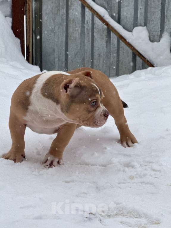 Собаки в Москве: Очаровательный  щенок булли покет Девочка, 110 руб. - фото 4
