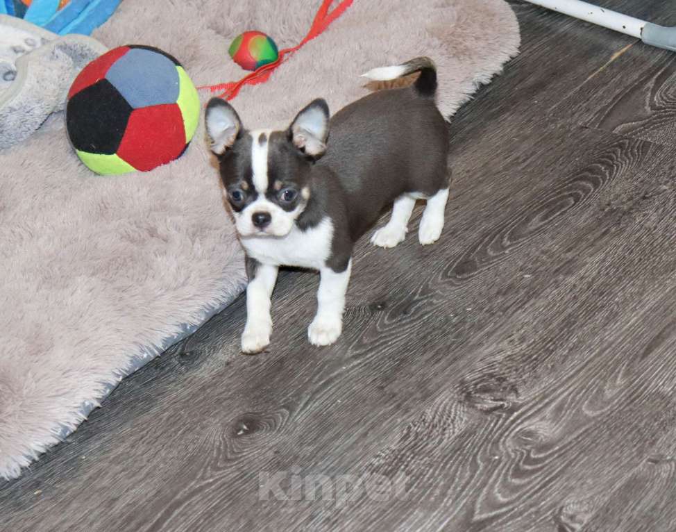 Собаки в Москве: Голубой красавчик Мальчик, 55 000 руб. - фото 5