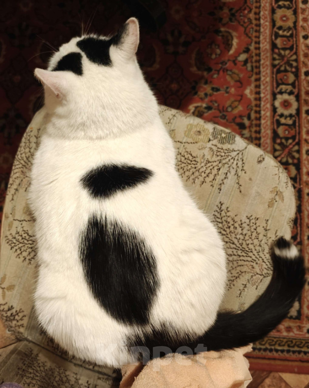 Кошки в Сергиеве Посаде: Пропал кот Мальчик, 5 000 руб. - фото 2