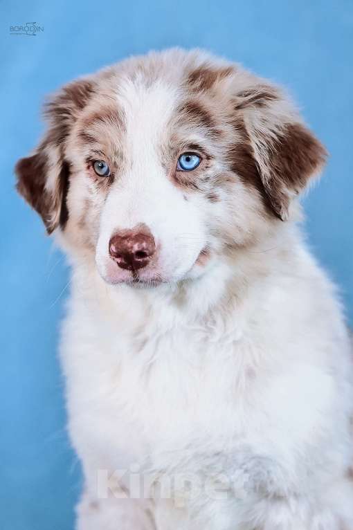 Собаки в других городах Новосибирской области: Щенок австралийской овчарки (аусси) Мальчик, 110 000 руб. - фото 2
