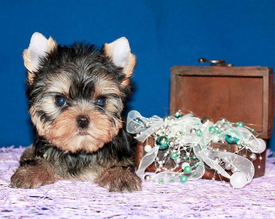 Собаки в Москве: Маленький мальчик, Лидер. Мальчик, 60 000 руб. - фото 2