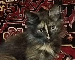 Кошки в Санкт-Петербурге: Продаю котенка породы Мейн-кун  Девочка, 14 000 руб. - фото 1