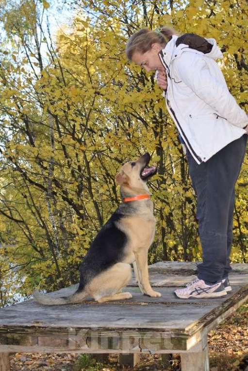 Собаки в Москве: Щенок Варюша ждет свою семью Девочка, 1 руб. - фото 6