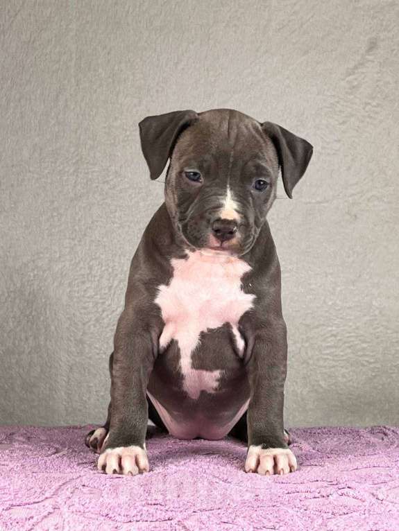 Собаки в Москве: Шикарная девочка амстаффа Девочка, 130 000 руб. - фото 1