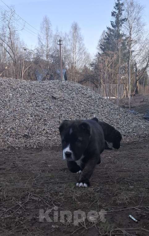 Собаки в Москве: Щенки САО Мальчик, 1 руб. - фото 2