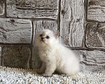 Кошки в Москве: продаются шотландские котята Девочка, 20 000 руб. - фото 9