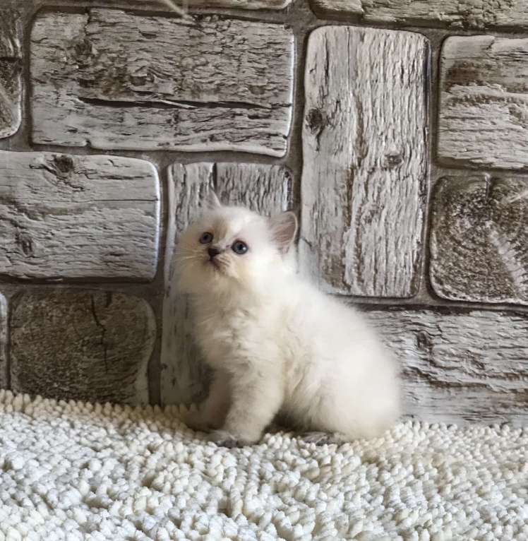 Кошки в Москве: продаются шотландские котята Девочка, 20 000 руб. - фото 9