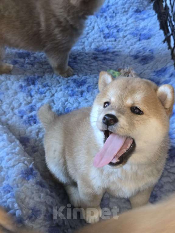 Собаки в Новосибирске: девочка-сиба 2 мес в Новосибирске Девочка, 60 000 руб. - фото 1