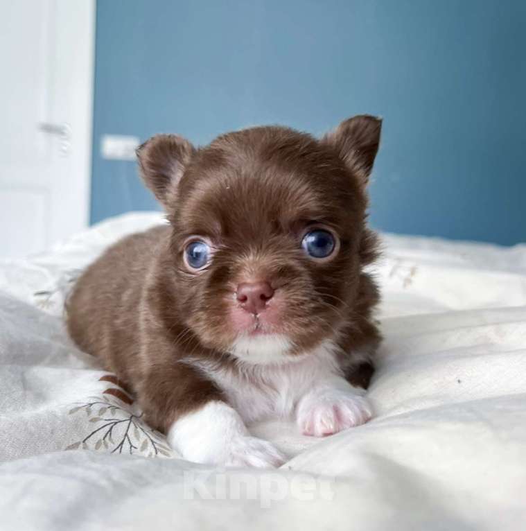 Собаки в Москве: Шоколадная девочка  Девочка, 65 000 руб. - фото 3