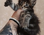 Кошки в Ртищево: Котята Мейн-кун  Мальчик, Бесплатно - фото 1