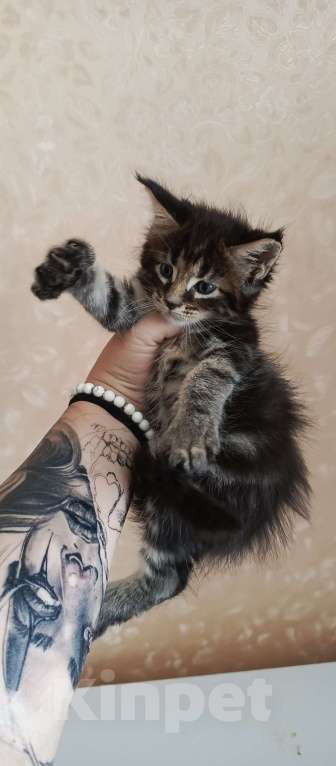 Кошки в Ртищево: Котята Мейн-кун  Мальчик, Бесплатно - фото 1