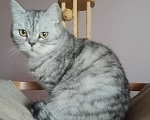 Кошки в Москве: Шотландская серебристая Сима Девочка, 5 000 руб. - фото 1