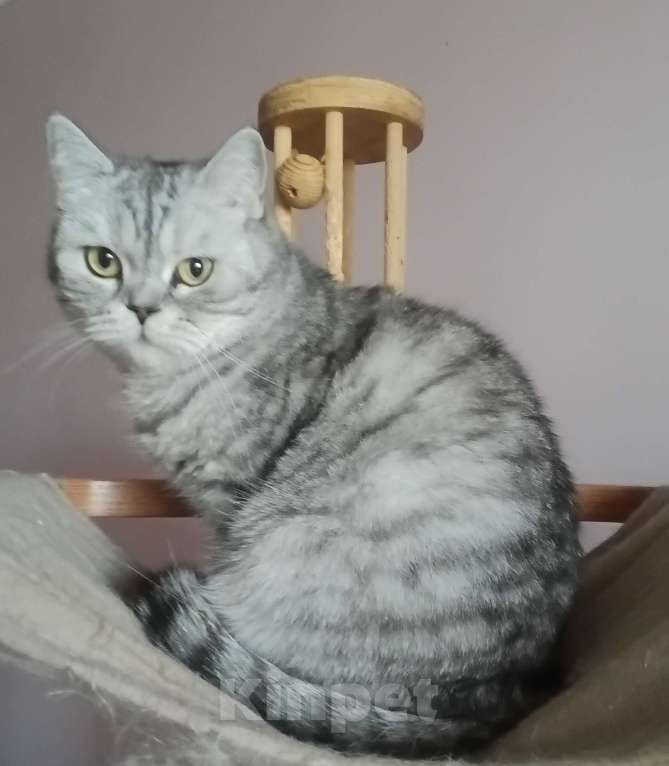 Кошки в Москве: Шотландская серебристая Сима Девочка, 5 000 руб. - фото 1