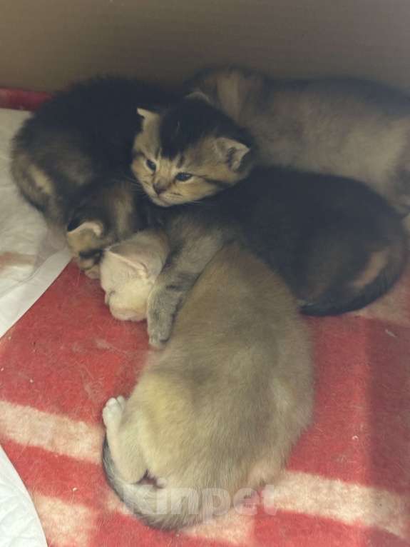 Кошки в Москве: Котята шотландской вислоухой  Мальчик, 25 000 руб. - фото 2