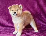 Собаки в Москве: Сиба ину.Мальчик  Мальчик, 50 000 руб. - фото 4