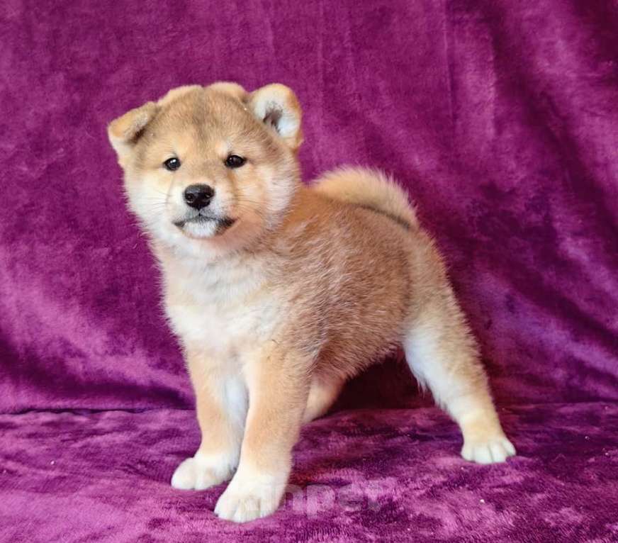 Собаки в Москве: Сиба ину.Мальчик  Мальчик, 50 000 руб. - фото 4