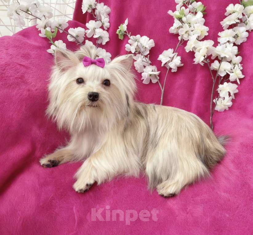 Собаки в Москве: Мини йорк девочка подрощенная золотая Девочка, 80 000 руб. - фото 10