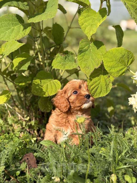 Собаки в Москве: Кавапу щенок девочка Девочка, Бесплатно - фото 9