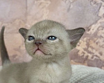 Кошки в других городах Московской области: Котята европейской бурмы Мальчик, 90 000 руб. - фото 2