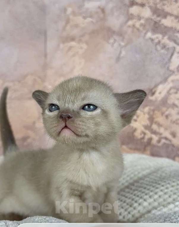 Кошки в других городах Московской области: Котята европейской бурмы Мальчик, 90 000 руб. - фото 2