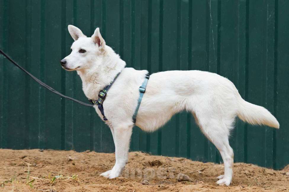 Собаки в других городах Московской области: Я Тува :) Ищу семью Девочка, Бесплатно - фото 6