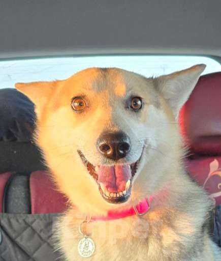 Собаки в Королеве: Белка хозяйственная девочка Девочка, Бесплатно - фото 1