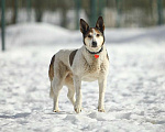 Собаки в Москве: Белка. Диванная собака Девочка, Бесплатно - фото 1