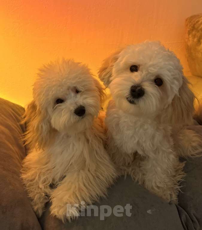 Собаки в Перми: Тоша  Мальчик, Бесплатно - фото 5