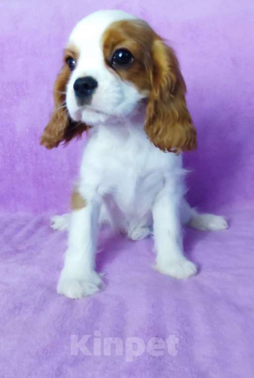 Собаки в Санкт-Петербурге: Красивая девочка кавалер Кинг Чарльз спаниель Девочка, 135 000 руб. - фото 2