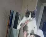 Кошки в Ижевске: отдам котенка Мальчик, 1 руб. - фото 2