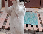 Собаки в Белгороде: Отдам в хорошие руки Девочка, Бесплатно - фото 1