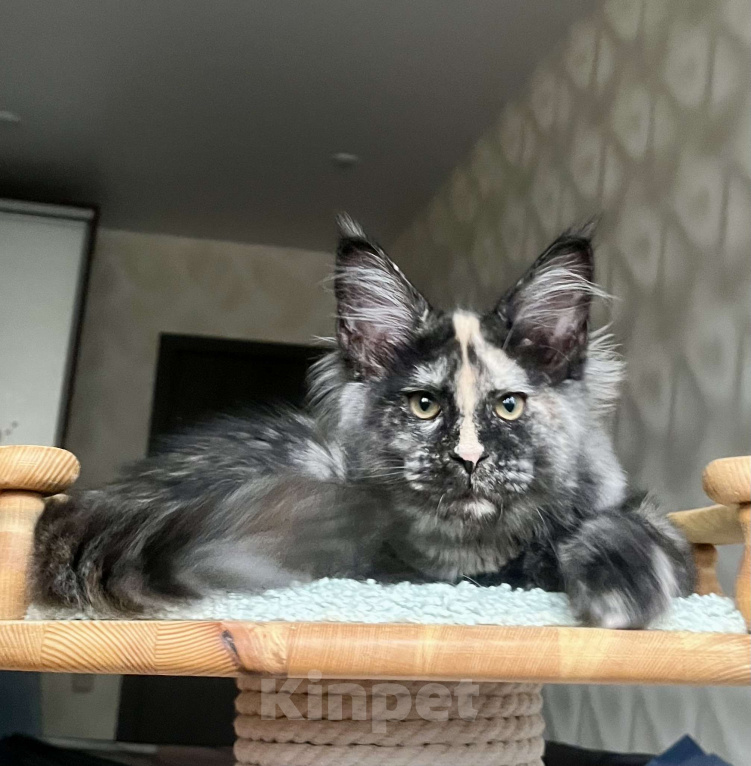Кошки в Санкт-Петербурге: Очаровательная черепашка Девочка, 55 000 руб. - фото 1