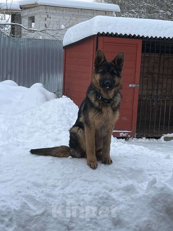 Собаки в других городах Московской области: Щенок подросток немецкой овчарки  Мальчик, 30 000 руб. - фото 2
