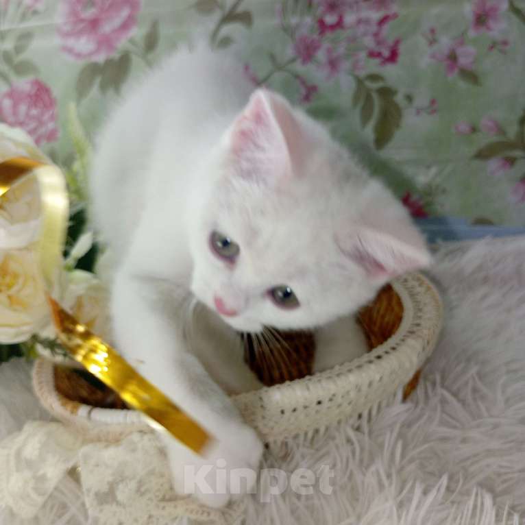 Кошки в Брянске: Милая принцесса белоснежная кошечка Девочка, 15 000 руб. - фото 5