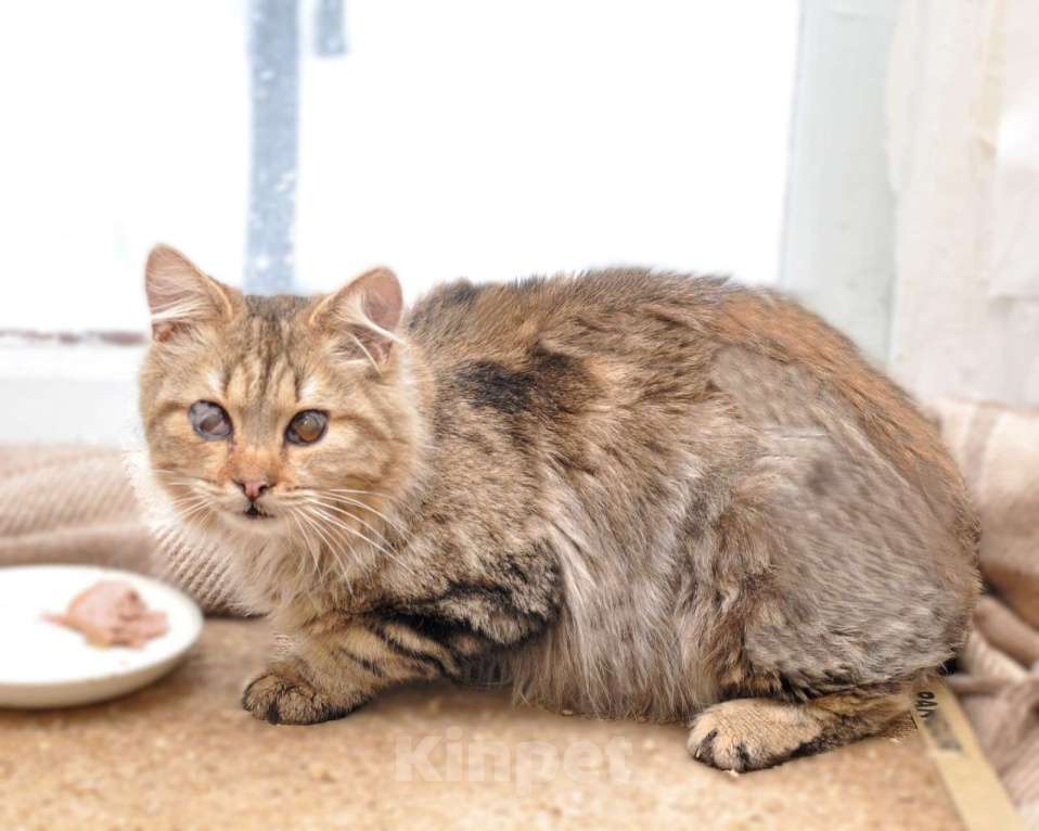 Кошки в Москве: Пушистый сибирский котик особенный Мальчик, Бесплатно - фото 2