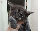 Кошки в Москве: Котята мейн-куны с метрикой Разнополые, 35 руб. - фото 2