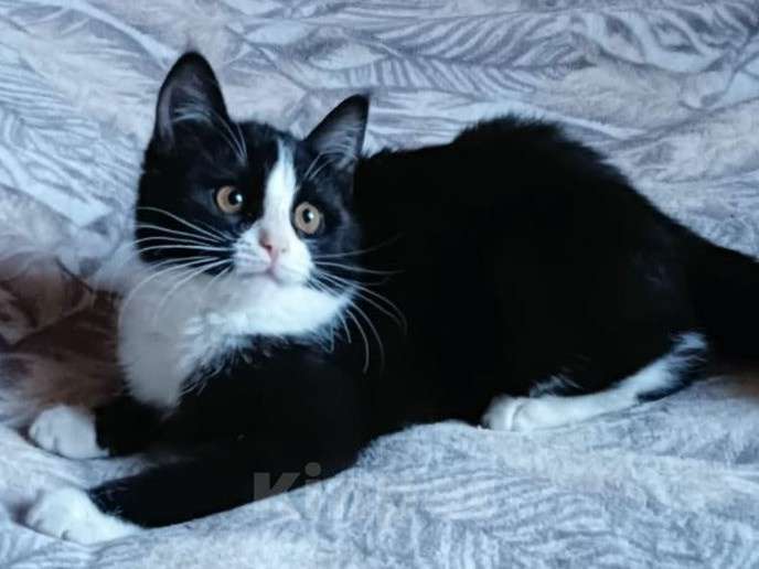 Кошки в Санкт-Петербурге: Котенок, девочка, ручная 3,5 мес Девочка, Бесплатно - фото 2