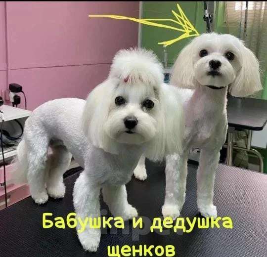 Собаки в Краснодаре: Продаю мальтипу  f1, дата рождения 28.12.2025. Мама мальтийская болонка, папа той пудель Китай Девочка, 80 000 руб. - фото 1