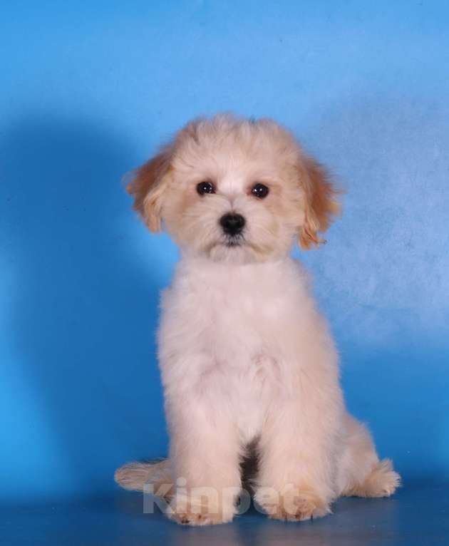 Собаки в Москве: мальтипу Ф1 щенки мини и микро Мальчик, 100 000 руб. - фото 3