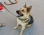 Собаки в Рязани: Ищем дом для Лайзы Девочка, Бесплатно - фото 5