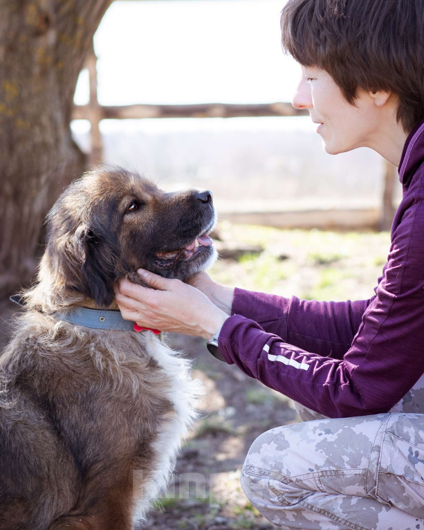 Собаки в Москве: Метис спаниеля Девочка, Бесплатно - фото 2