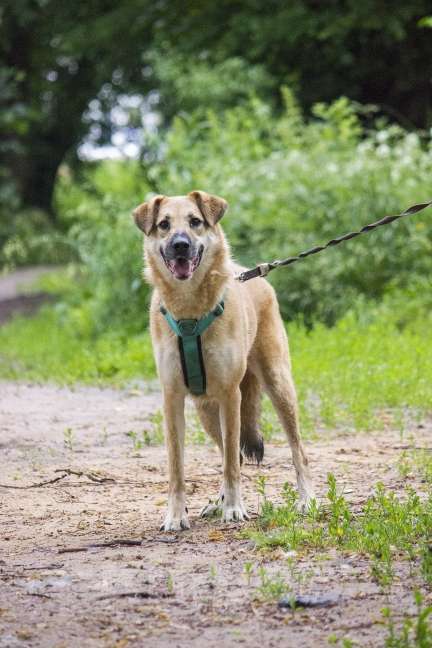 Собаки в Москве: Бара ищет любящую семью. Девочка, Бесплатно - фото 4