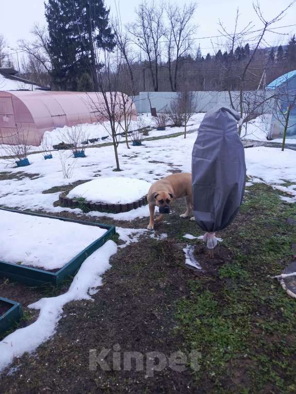 Собаки в других городах Московской области: Срочно в добрые руки ❗ Девочка, Бесплатно - фото 8