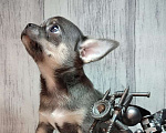 Собаки в Ейске: щенки Чихуахуа Мальчик, Бесплатно - фото 1
