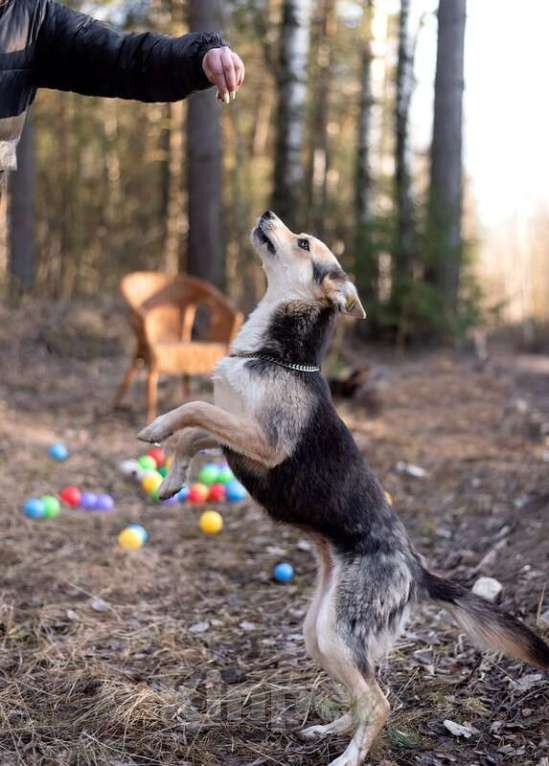 Собаки в Москве: Сия 1 год метис хаски с глазами из разных миров, и с характером друга Девочка, Бесплатно - фото 4