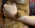 Кошки в Москве: Рыжее чудо - котики ищут дом Мальчик, Бесплатно - фото 2