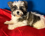 Собаки в Москве: Йоркшийский терьер-  Яркая  Девочка Девочка, 35 000 руб. - фото 2